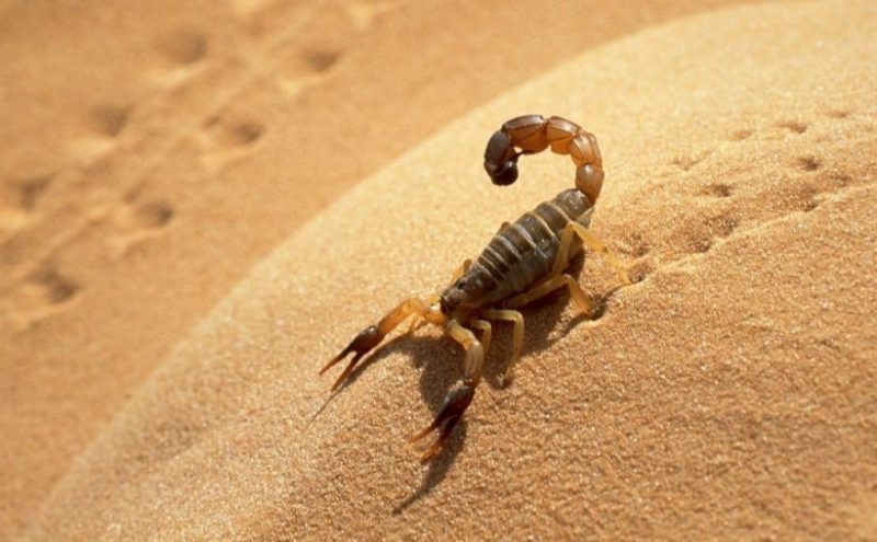Skorpionen i en drøm - et egyptisk sted