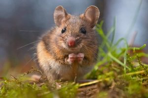 Interprétation d'élever une souris dans un rêve