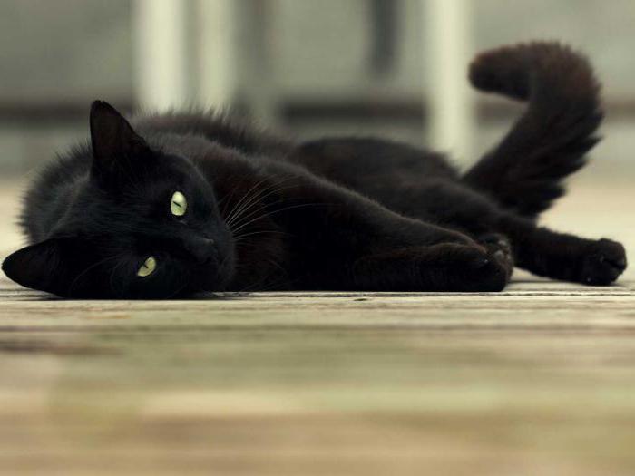 מהי הפרשנות של חתול מת בחלום?