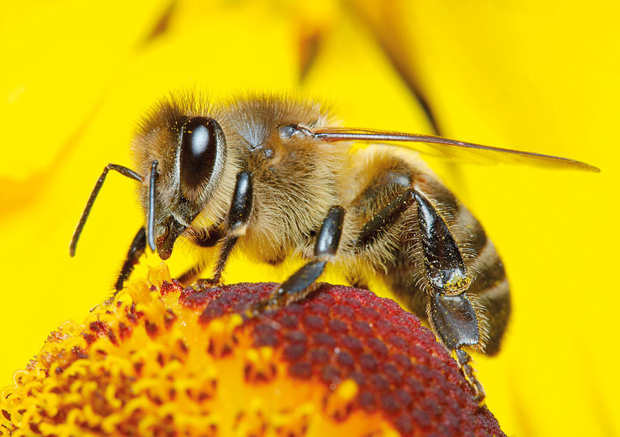 蜜蜂的表达