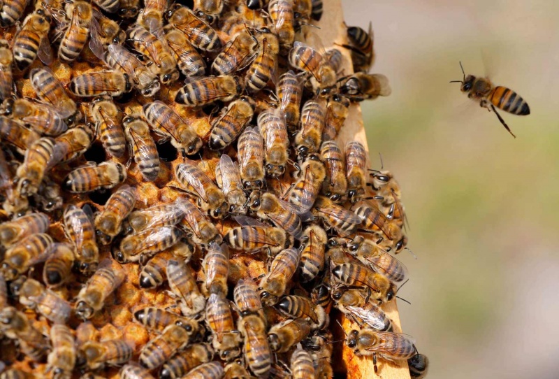 Het belang van bijen