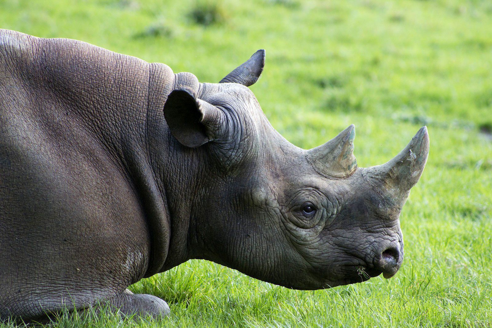 تفسير رؤية وحيد القرن في المنام للعزباء