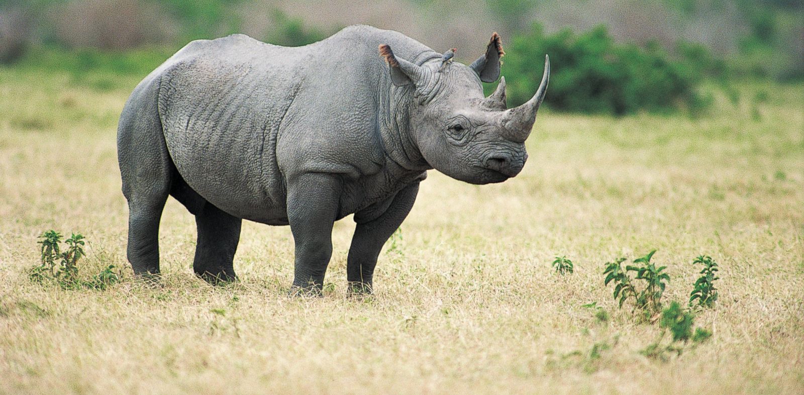 تفسير حلم وحيد القرن للحامل