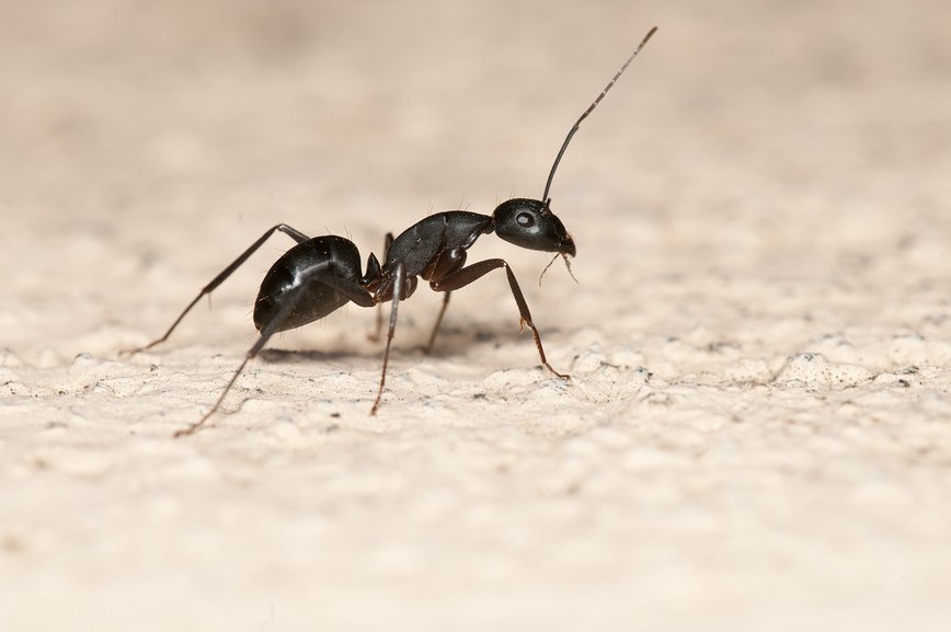 एक विवाहित महिला के लिए चींटी का सपना