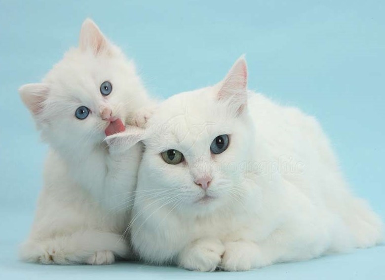 एक सपने में सफेद बिल्ली