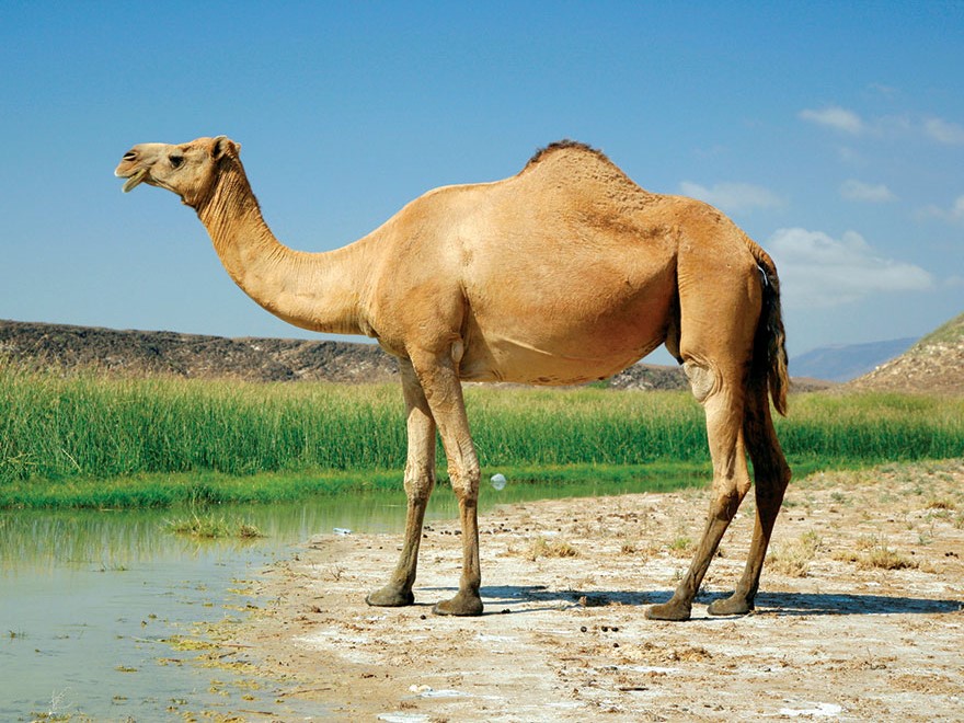 Die kameel in die droom