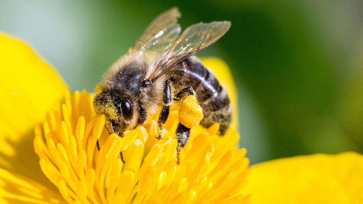 სიზმარში ფუტკრების ნახვა