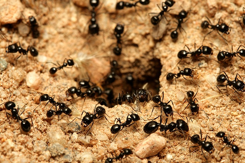 حلم النمل للعزباء