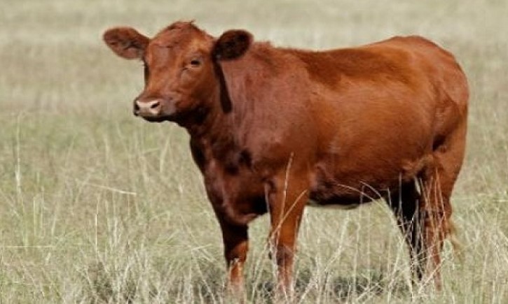 Unen tulkinta ruskeasta lehmästä