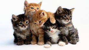 Pişiklərin xəyalı