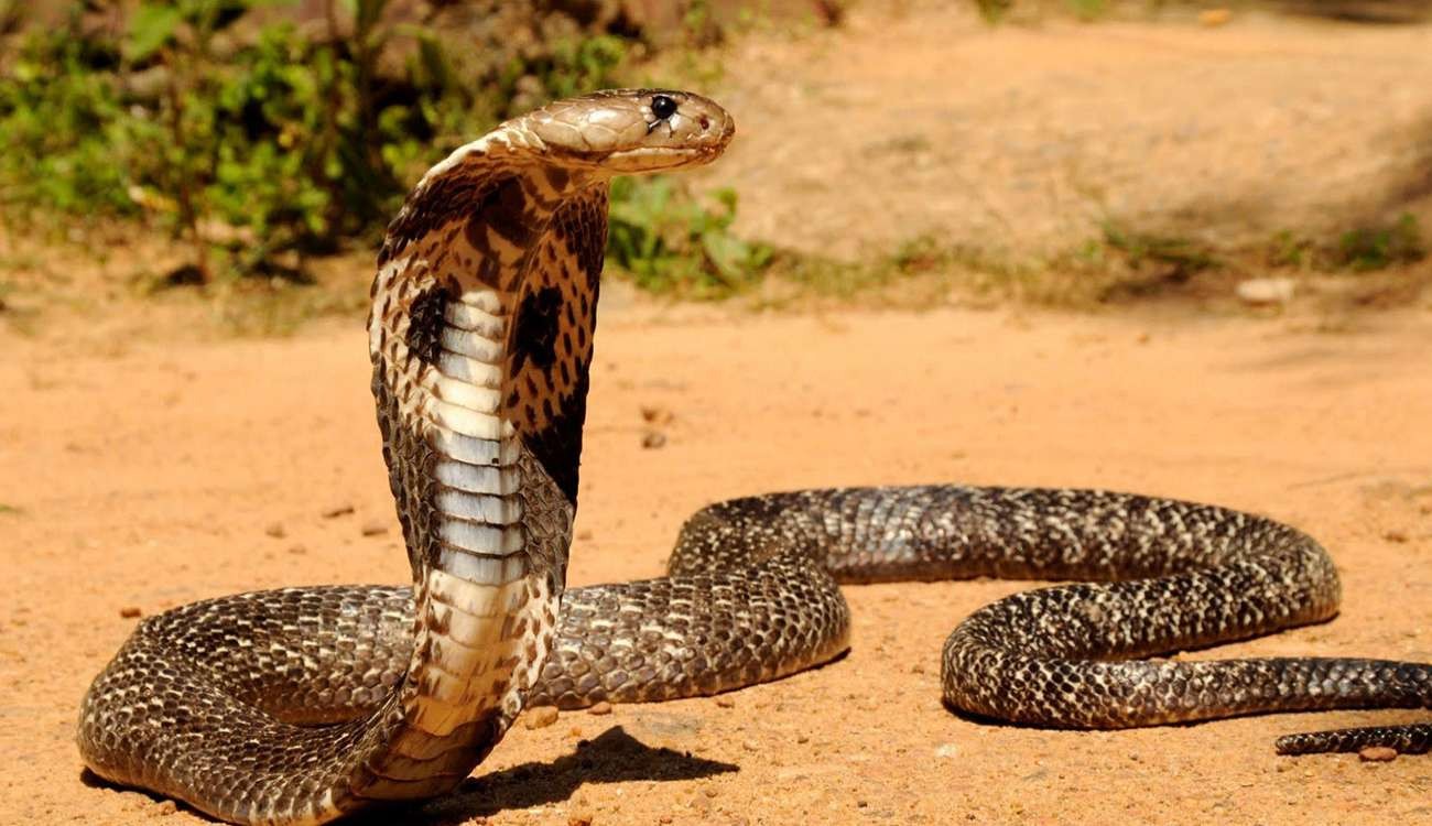 Ќелавата змија