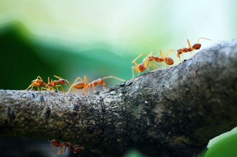 ჭიანჭველები და ტარაკნები სიზმარში