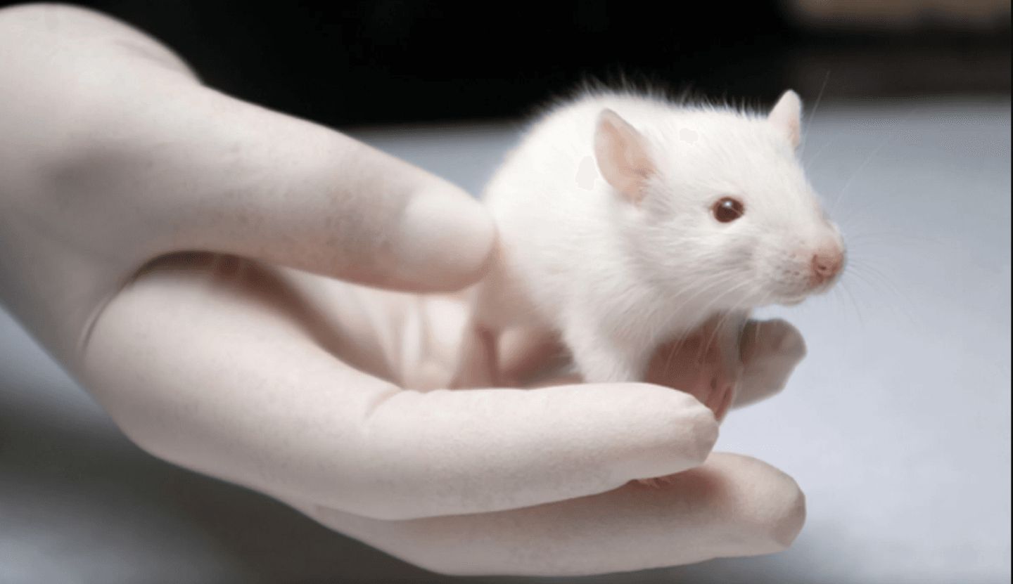 एक छोटे से सफेद चूहे को देखने की व्याख्या