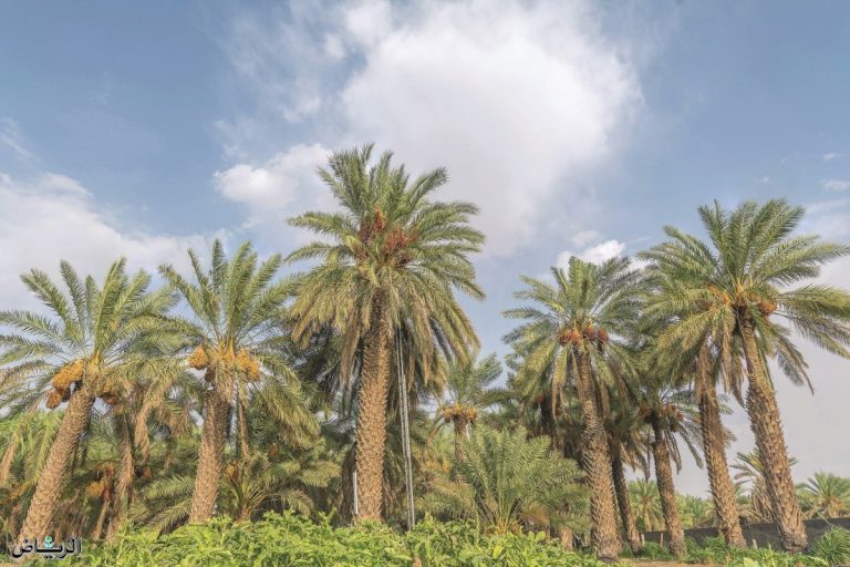 حلم النخلة في المنام