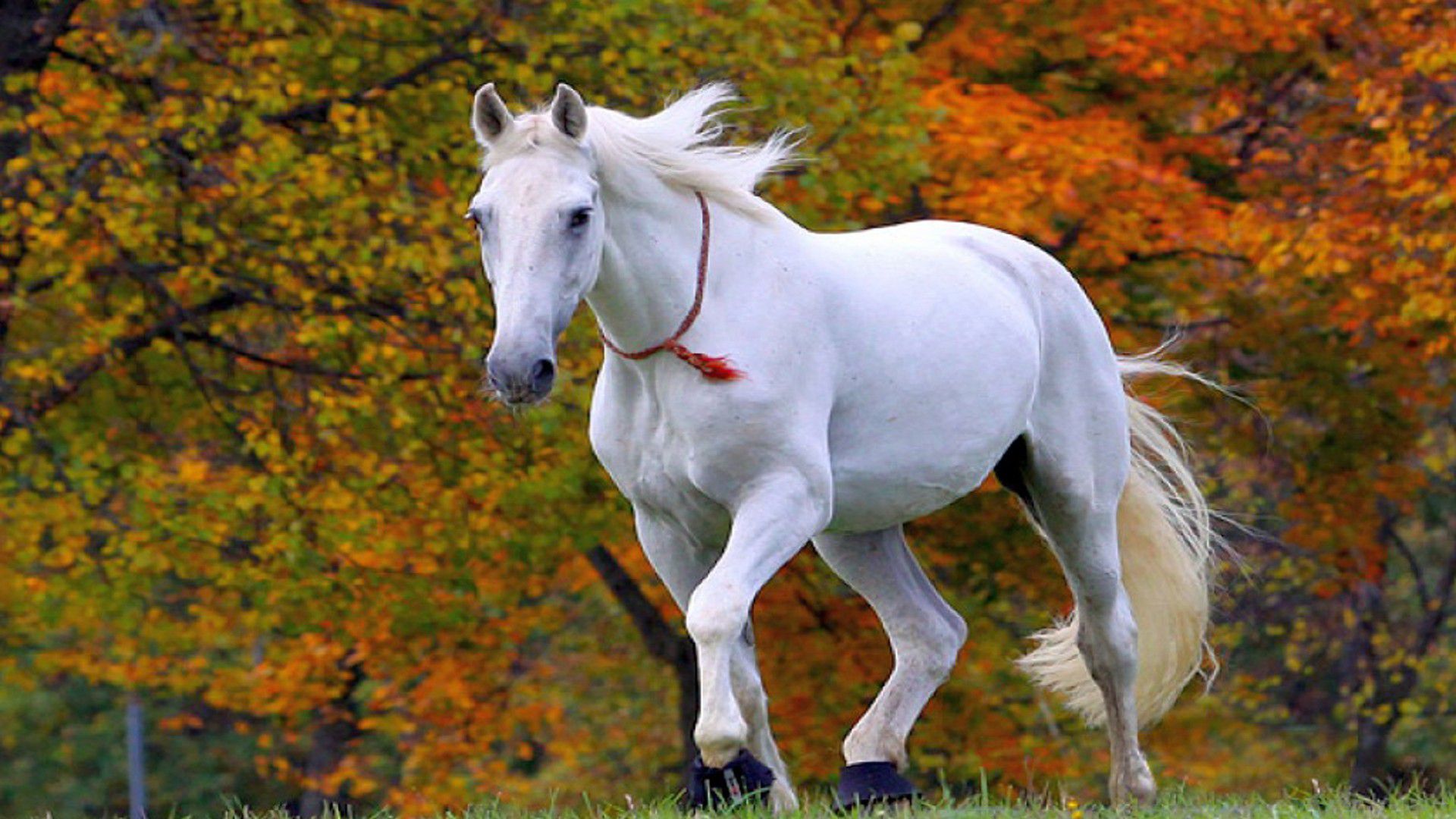 Het witte paard in een droom van imam al-Sadiq