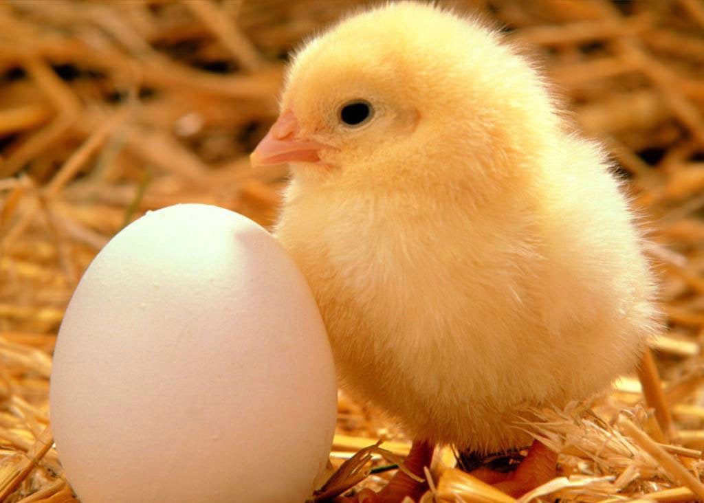 Vidjeti kokošje jaje u snu
