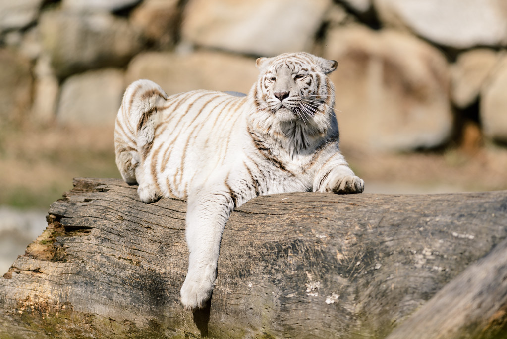 Tolkning av en drøm om en hvit tiger