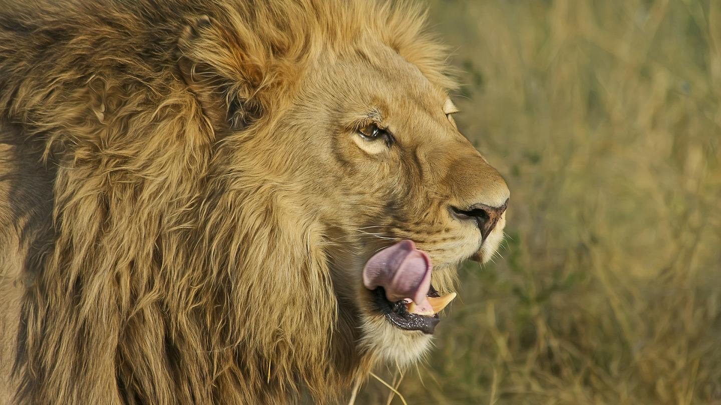 Sanjao sam da lav jede osobu