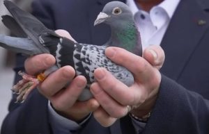 تفسير حلم الحمامة في المنام