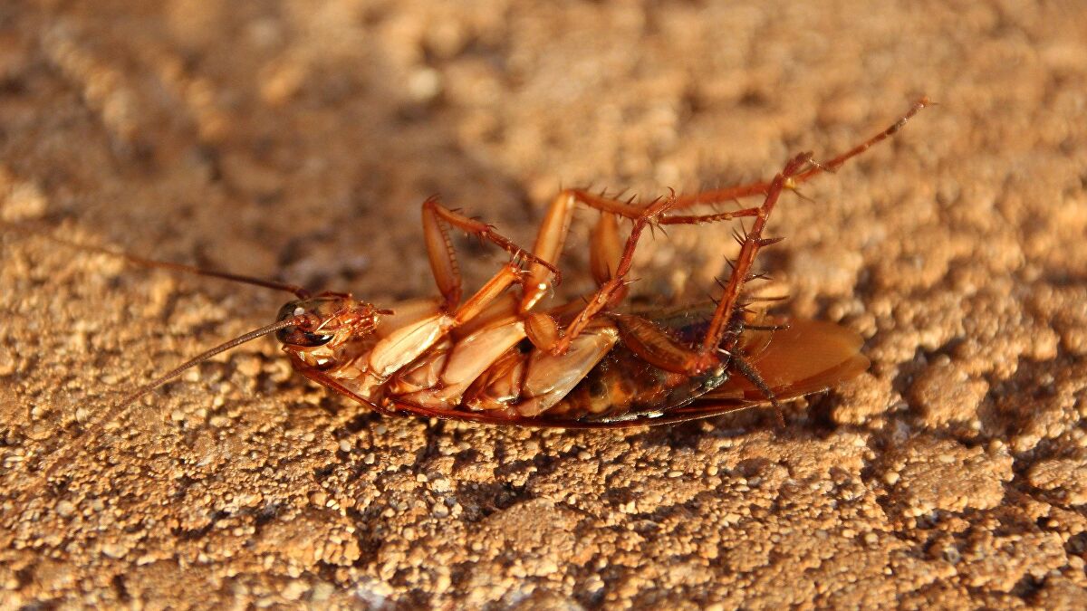 Сон за лебарки и мравки