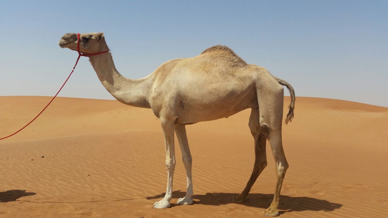 Droom van 'n kameeltjie