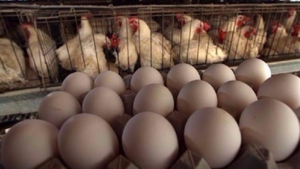 تفسير حلم بيض الدجاج في المنام