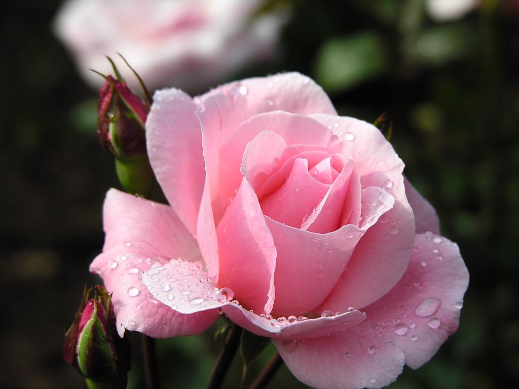 Tolkning av en drøm om rosa roser