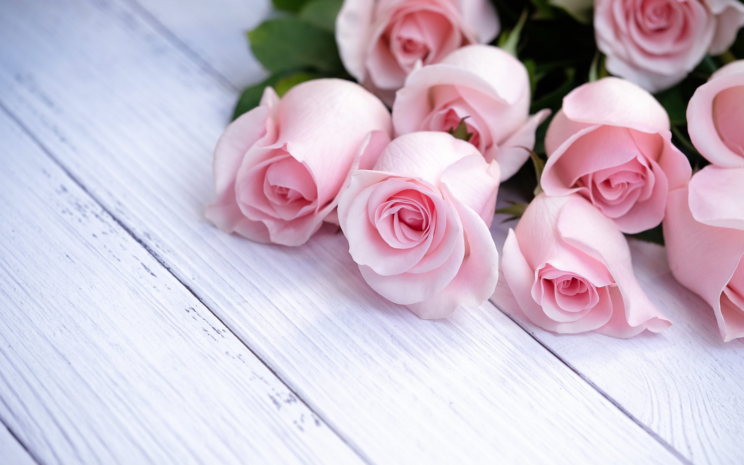 Razlaga sanj o rožnatih vrtnicah