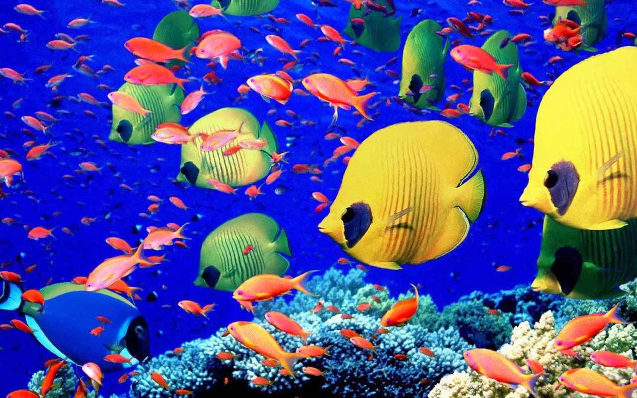 Sien gekleurde visse in 'n droom