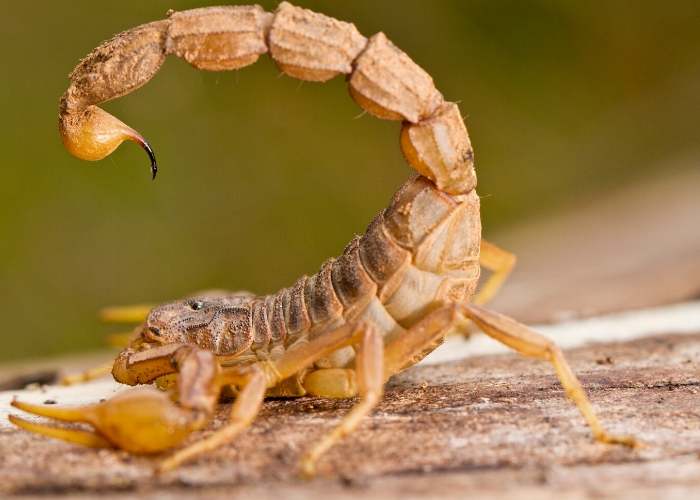 Škorpion u snu za udatu ženu