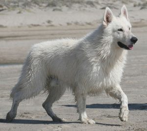 Interprétation d'un rêve sur un chien blanc