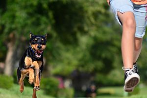 Ndiphuphe inja emnyama indileqa