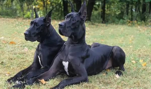 Evli siyah köpeklerle ilgili bir rüyanın yorumu