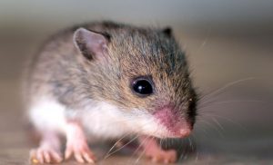 تفسير حلم الفأر للمتزوجة