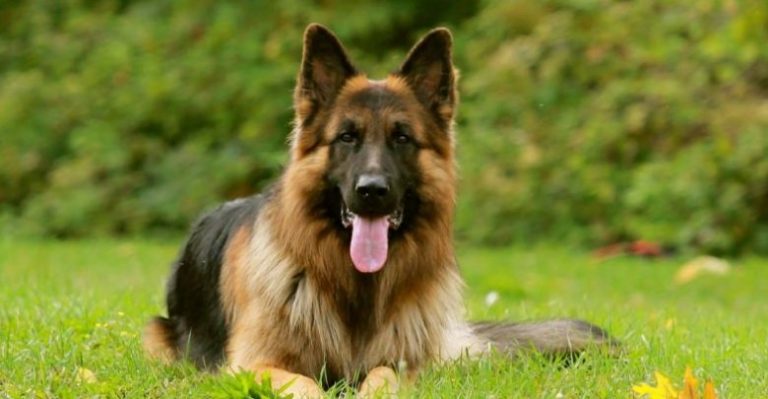 تفسير حلم كلب يلاحقني