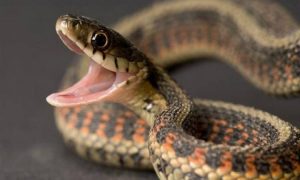 الثعبان في المنام لابن سيرين