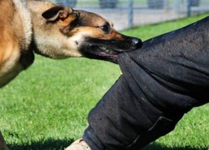 حلمت ان كلباً عضني في رجلي