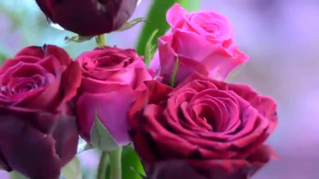 Rosa rosor i en dröm