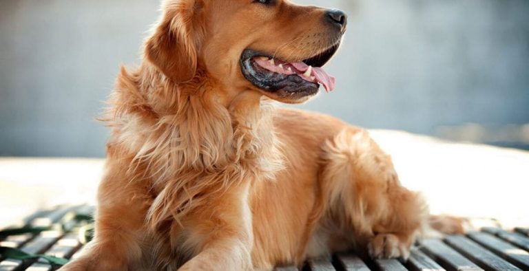 ʻO ke ʻano o ka ʻīlio ma ka moeʻuhane