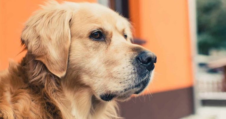 Ka wehewehe ʻana i ka ʻīlio ma ka moeʻuhane