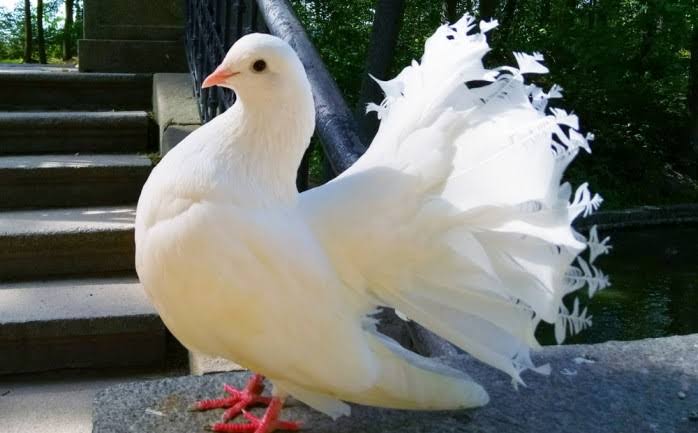 सफेद कबूतर के सपने की व्याख्या