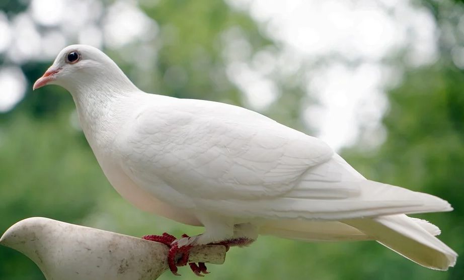Толкување на сонот за бел гулаб за самохрани жени