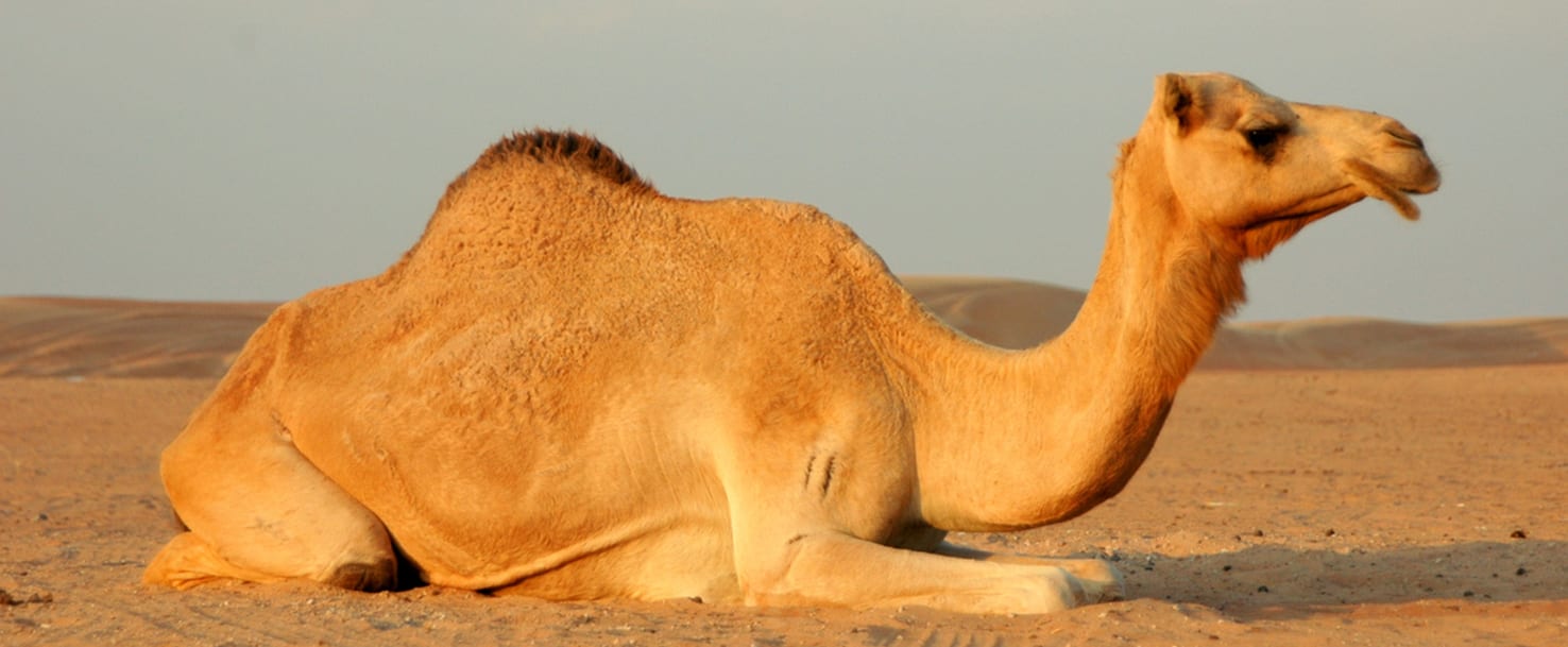 Interpretatie van een droom over het berijden van een kameel voor een getrouwde vrouw