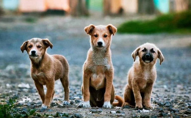 تفسير حلم الكلاب تلاحقني