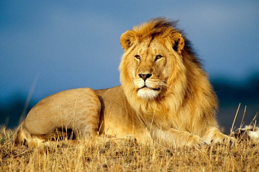 Lion's Dream – Egiptuse sait