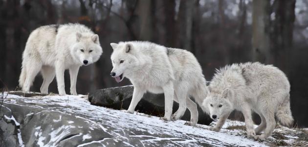 夢の中の白狼