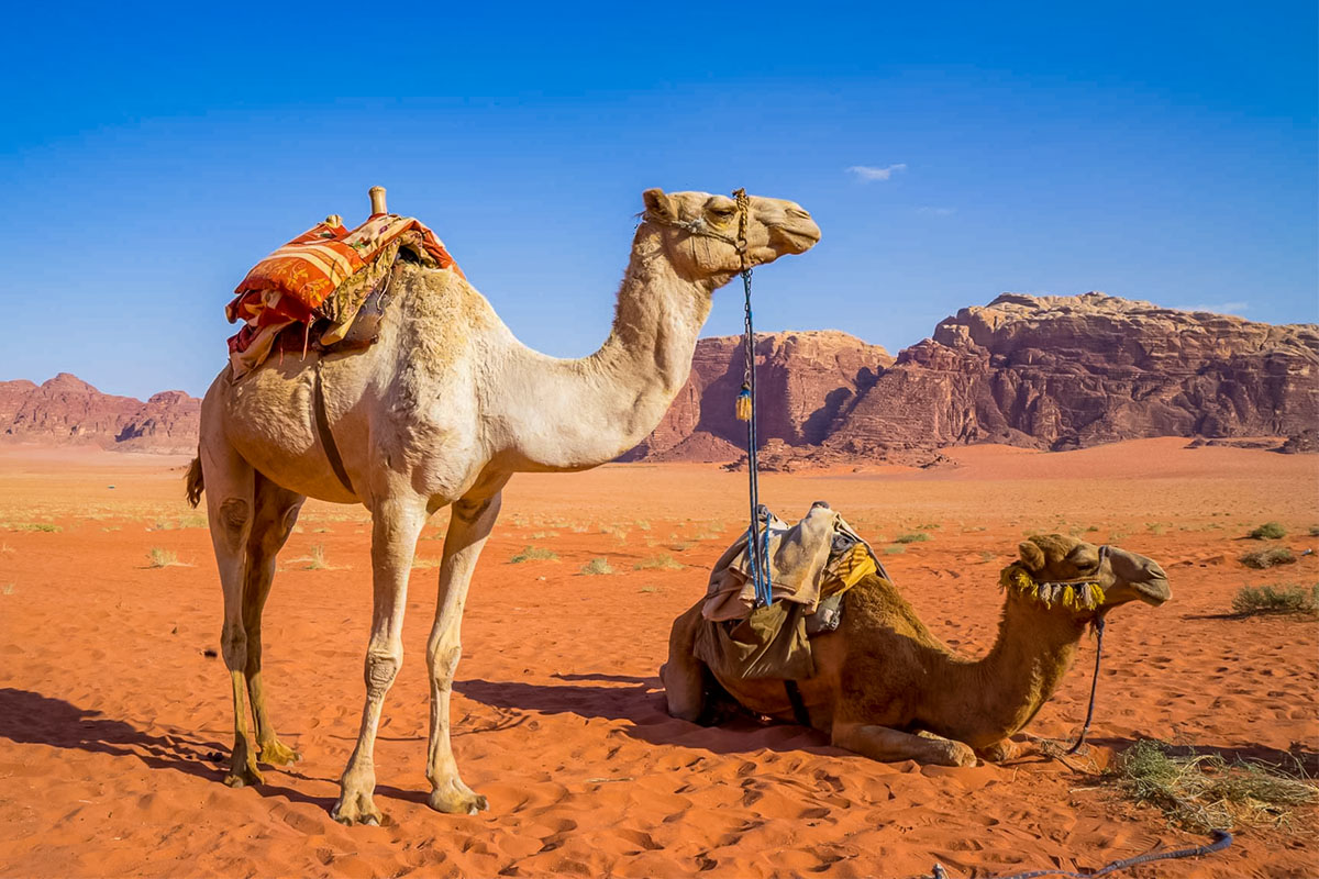 Wegrennen van een kameel in een droom