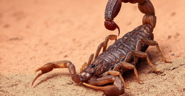 Dehongliad o freuddwyd am sgorpion i wraig briod