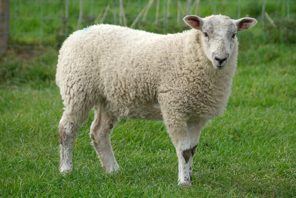 Unes lamba nülgimine