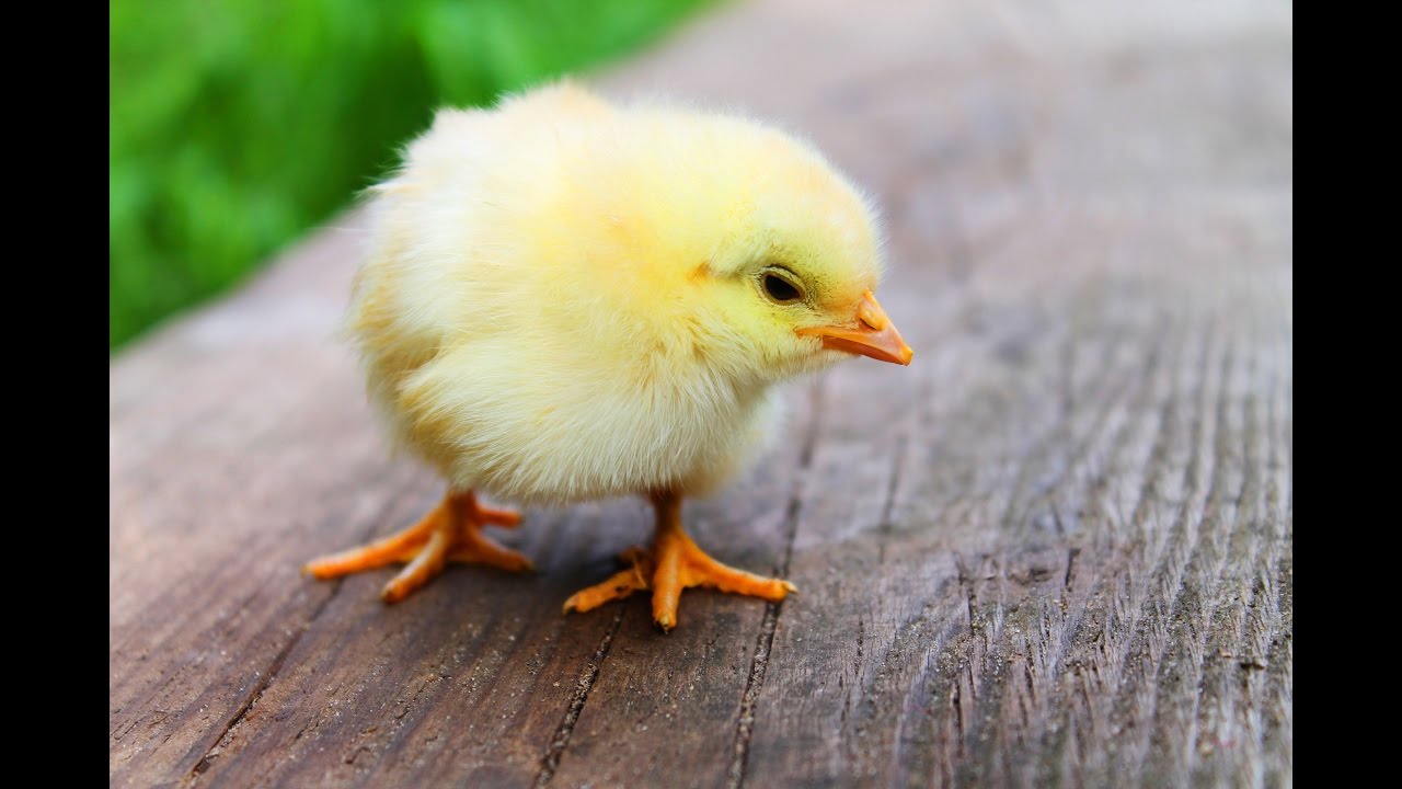 Användbar information om att föda upp kycklingar - egyptisk webbplats